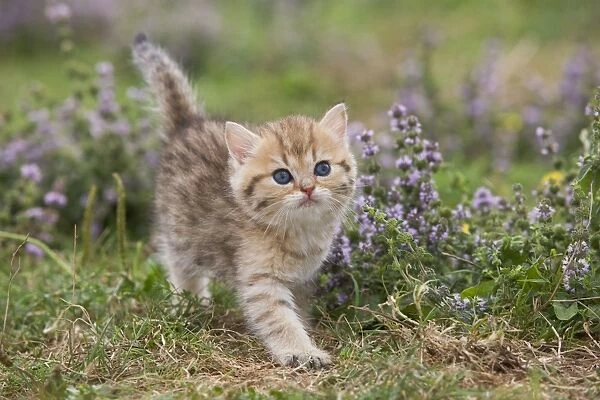 Cat - British Shorthair kitten - 6 weeks old