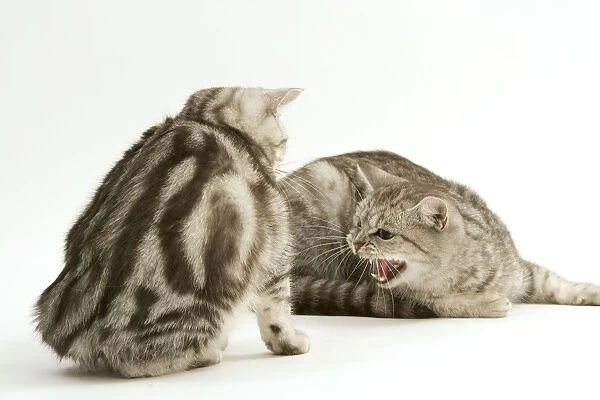 Cat - Two British shorthair kittens in studio having confrontation