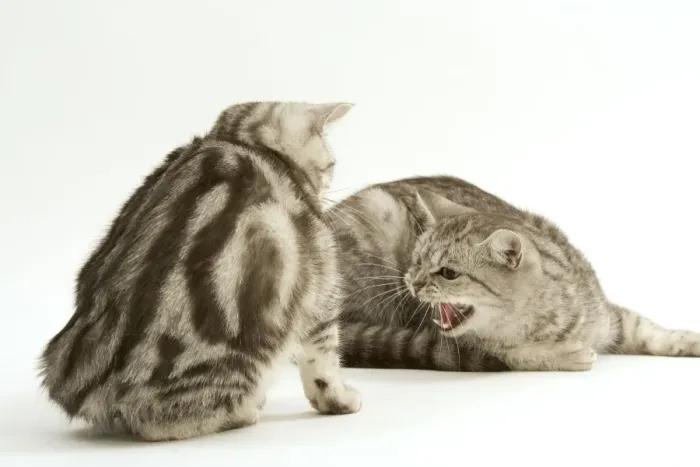 Framed Print : Cat - Two British shorthair kittens in studio having confrontation Framed Print : Cat - Two British shorthair kittens in studio having confrontation