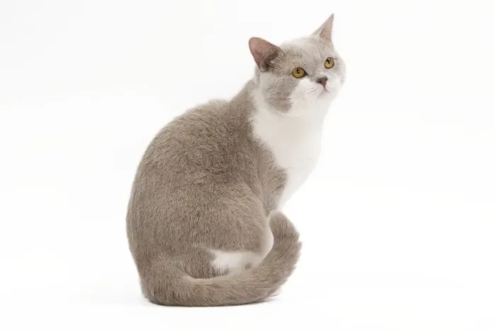 Framed Print : Cat - British Shorthair Lilac & white in studio Framed Print : Cat - British Shorthair Lilac & white in studio