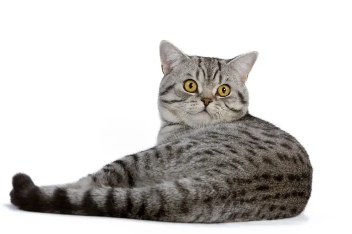 Framed Print : Cat - British Shorthair Silver Spotted - in studio Framed Print : Cat - British Shorthair Silver Spotted - in studio