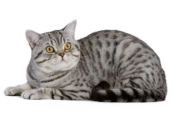 Cat - British Shorthair Silver Spotted - in studio