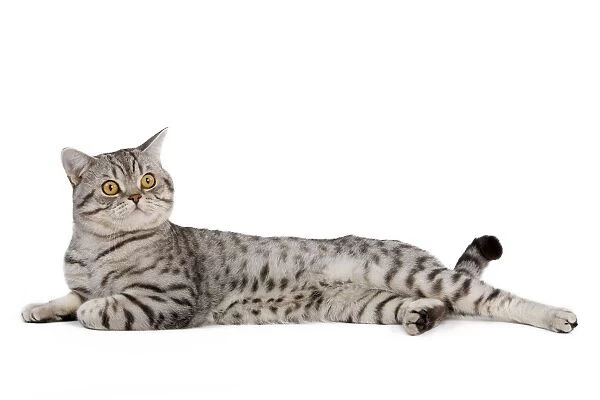 Cat - British Shorthair Silver Spotted - in studio