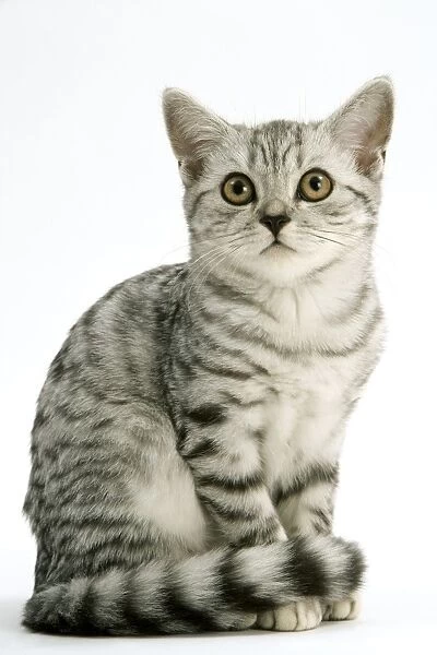 Cat - British Shorthair Silver Spotted Tabby Kitten sitting down