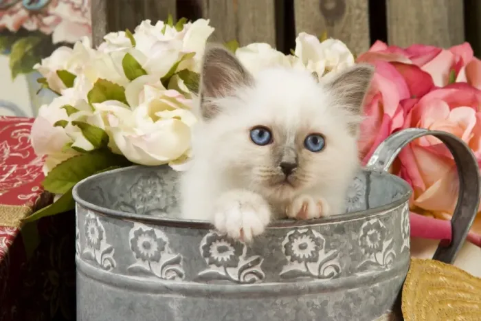 Framed Print : Cat - British Shorthair in watering can