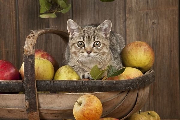 CAT. British shorthair X kitten laying on basket of apples