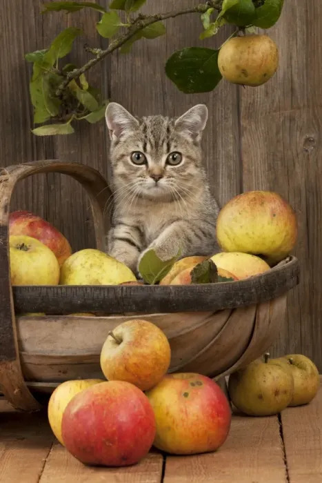 Framed Print : CAT. British shorthair X kitten laying on basket of apples Framed Print : CAT. British shorthair X kitten laying on basket of apples