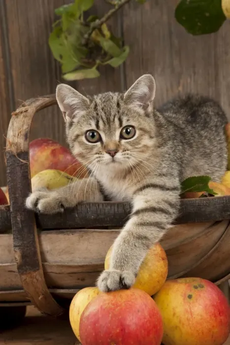 Framed Print : CAT. British shorthair X kitten laying on basket of apples Framed Print : CAT. British shorthair X kitten laying on basket of apples