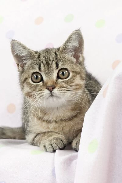 CAT. British shorthair X kitten laying on blanket
