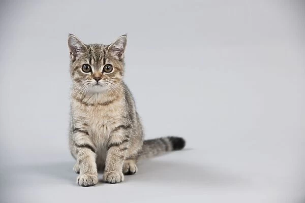 CAT - British shorthair X kitten sitting