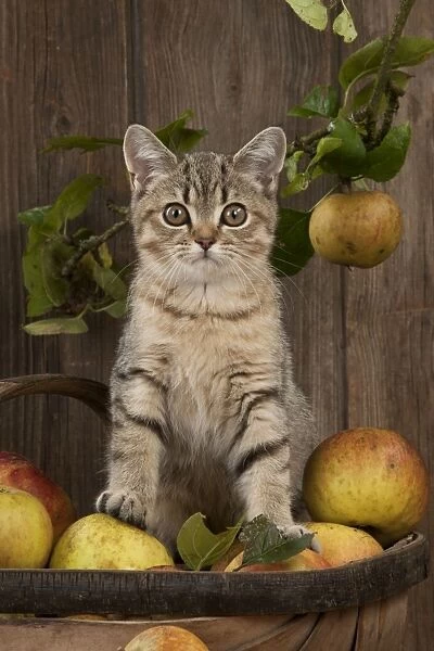 CAT. British shorthair X kitten sitting on basket of apples