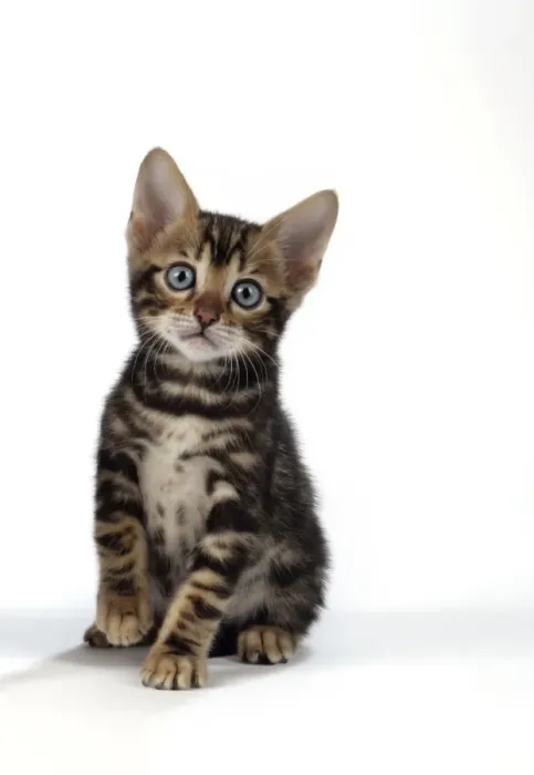 Framed Print : CAT. Brown Marble blue-eyed Bengal kitten - 6 weeks old Framed Print : CAT. Brown Marble blue-eyed Bengal kitten - 6 weeks old