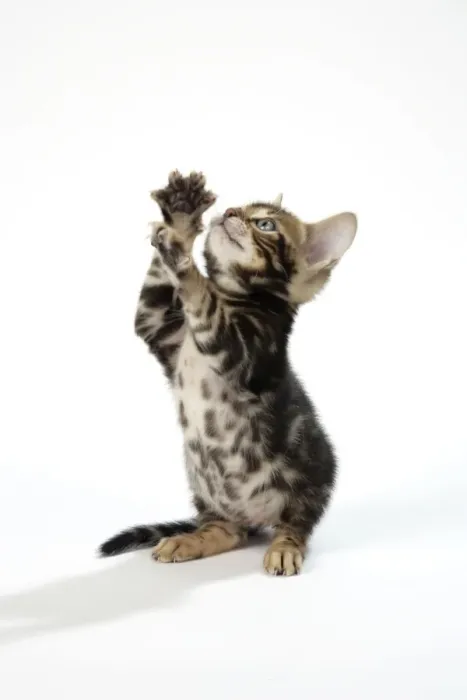 Framed Print : CAT. Brown Marble blue-eyed Bengal kitten on hind legs - 6 weeks old Framed Print : CAT. Brown Marble blue-eyed Bengal kitten on hind legs - 6 weeks old