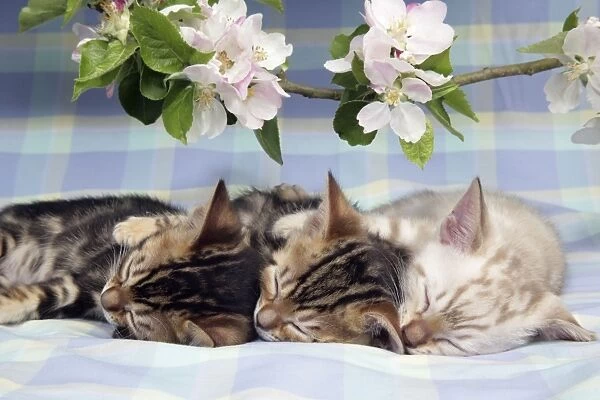 CAT. Brown Marble & Snow Marble blue-eyed Bengal kittens asleep under blossom - 6 weeks old