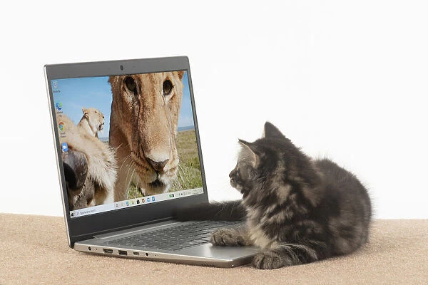 CAT. brown tabby Kitten ( 10 weeks old ) looking at the screen of a laptop