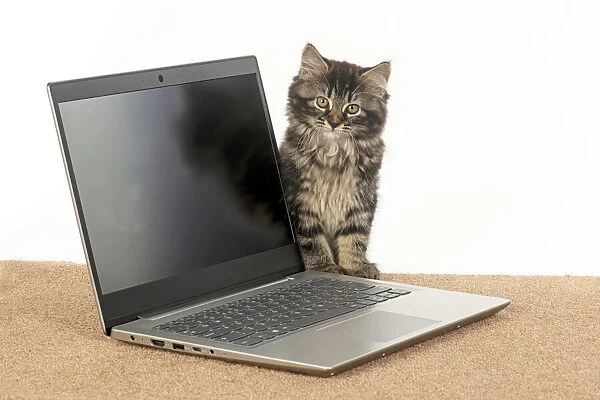 CAT. brown tabby Kitten ( 10 weeks old ) looking out from behind a laptop