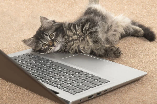 CAT. brown tabby Kitten ( 10 weeks old ) laying on the floor, looking up from a laptop