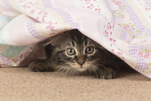 CAT. brown tabby Kitten ( 10 weeks old ) laying on the floor looking out from under fabric