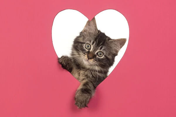 CAT. brown tabby Kitten ( 10 weeks old ) looking through pink heart shaped hole