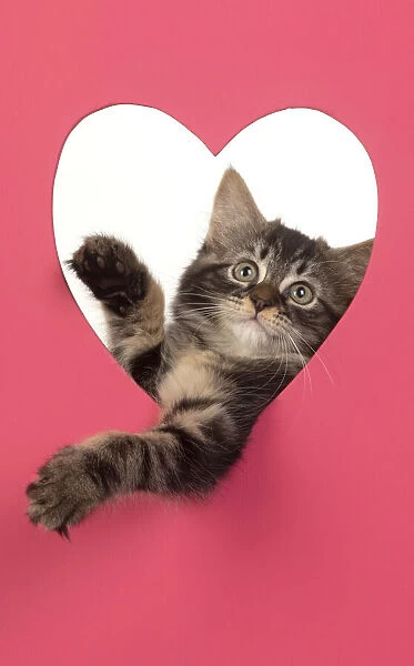 CAT. brown tabby Kitten ( 10 weeks old ) looking through pink heart shaped hole