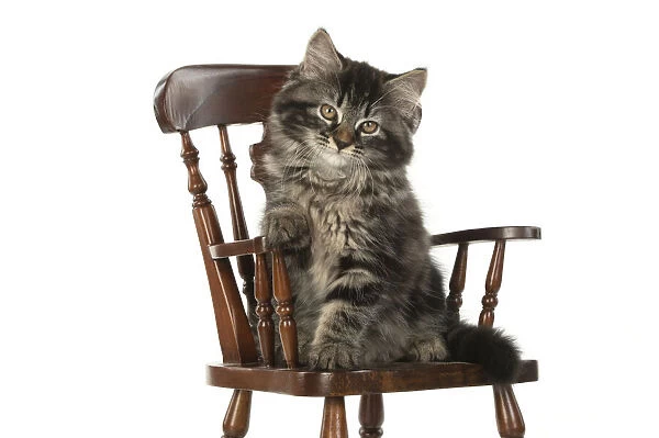CAT. brown tabby Kitten ( 10 weeks old ) sitting in a miniature chair, paw over arm