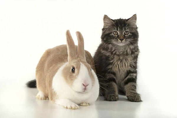 CAT. brown tabby Kitten ( 10 weeks old ) sitting with a dutch rabbit, studio, white background