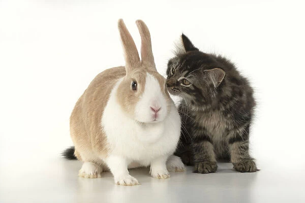 CAT. brown tabby Kitten ( 10 weeks old ) sitting with a dutch rabbit, studio, white background