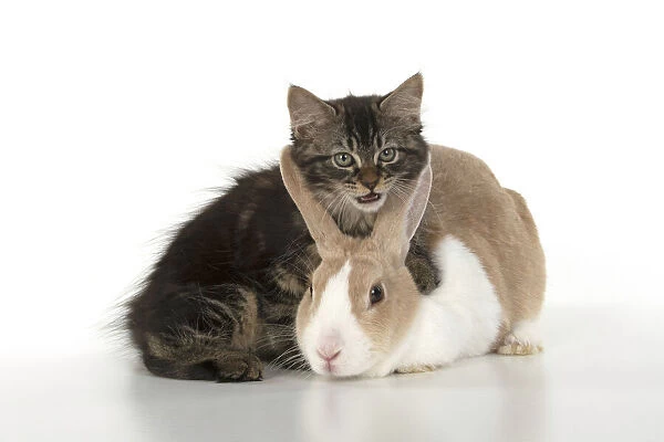 CAT. brown tabby Kitten ( 10 weeks old ) sitting with with it's head between a dutch rabbit ears, studio, white background