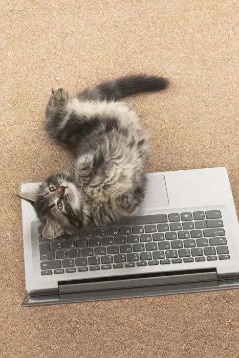 Framed Print : CAT. brown tabby Kitten ( 10 weeks old ) laying on the floor, looking up from a laptop Framed Print : CAT. brown tabby Kitten ( 10 weeks old ) laying on the floor, looking up from a laptop