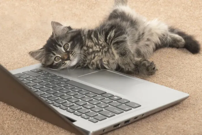 Framed Print : CAT. brown tabby Kitten ( 10 weeks old ) laying on the floor, looking up from a laptop