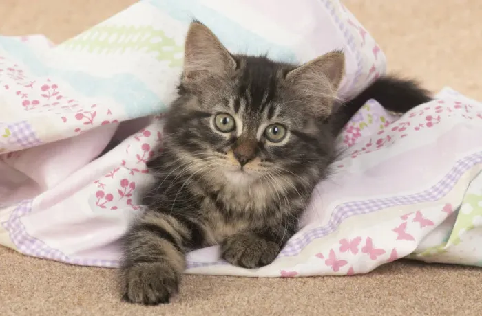 Framed Print : CAT. brown tabby Kitten ( 10 weeks old ) laying on the floor in fabric, looking up Framed Print : CAT. brown tabby Kitten ( 10 weeks old ) laying on the floor in fabric, looking up