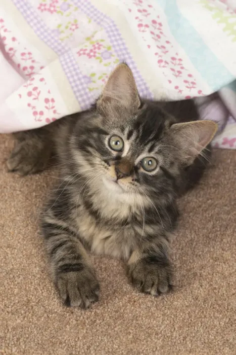 Framed Print : CAT. brown tabby Kitten ( 10 weeks old ) laying on the floor in fabric, looking up Framed Print : CAT. brown tabby Kitten ( 10 weeks old ) laying on the floor in fabric, looking up