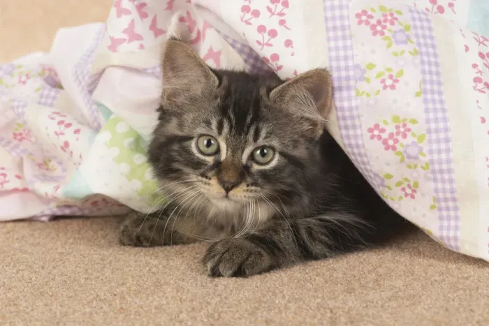 Framed Print : CAT. brown tabby Kitten ( 10 weeks old ) laying on the floor in fabric, looking up Framed Print : CAT. brown tabby Kitten ( 10 weeks old ) laying on the floor in fabric, looking up