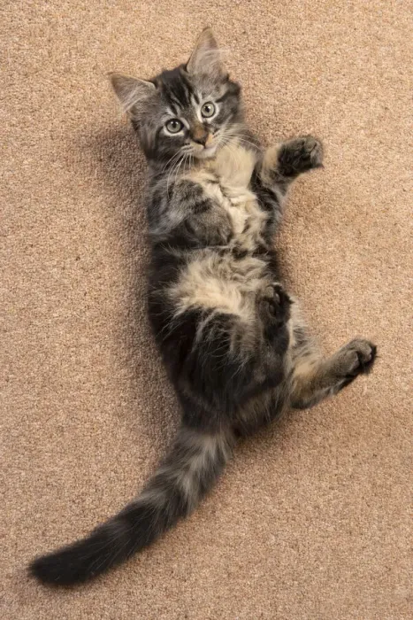 Framed Print : CAT. brown tabby Kitten ( 10 weeks old ) laying / rolling on the floor, looking up Framed Print : CAT. brown tabby Kitten ( 10 weeks old ) laying / rolling on the floor, looking up