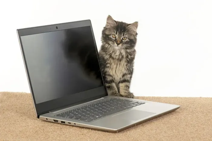Framed Print : CAT. brown tabby Kitten ( 10 weeks old ) looking out from behind a laptop Framed Print : CAT. brown tabby Kitten ( 10 weeks old ) looking out from behind a laptop