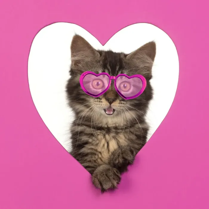 Framed Print : CAT. brown tabby Kitten ( 10 weeks old ) looking through pink heart shaped hole Framed Print : CAT. brown tabby Kitten ( 10 weeks old ) looking through pink heart shaped hole