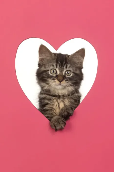 Framed Print : CAT. brown tabby Kitten ( 10 weeks old ) looking through pink heart shaped hole Framed Print : CAT. brown tabby Kitten ( 10 weeks old ) looking through pink heart shaped hole