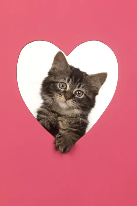 Framed Print : CAT. brown tabby Kitten ( 10 weeks old ) looking through pink heart shaped hole Framed Print : CAT. brown tabby Kitten ( 10 weeks old ) looking through pink heart shaped hole
