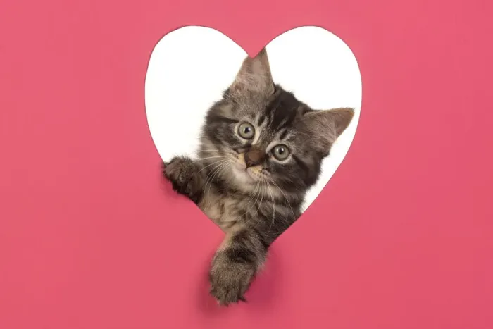 Framed Print : CAT. brown tabby Kitten ( 10 weeks old ) looking through pink heart shaped hole Framed Print : CAT. brown tabby Kitten ( 10 weeks old ) looking through pink heart shaped hole