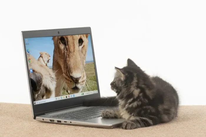 Framed Print : CAT. brown tabby Kitten ( 10 weeks old ) looking at the screen of a laptop Framed Print : CAT. brown tabby Kitten ( 10 weeks old ) looking at the screen of a laptop