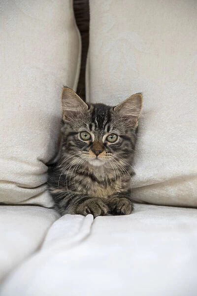 CAT. Brown tabby kitten ( 12 weeks old ) squeezing between cushions on a sofa