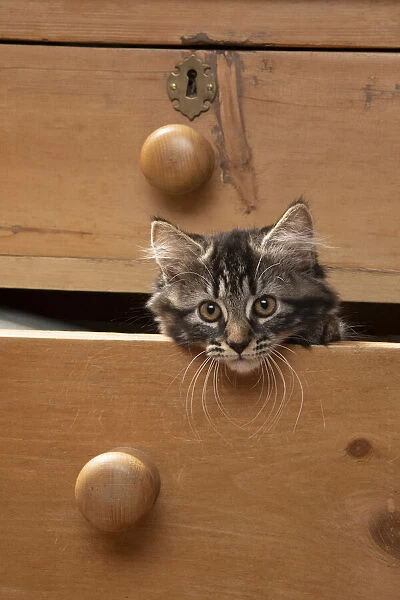 CAT. Brown tabby kitten ( 12 weeks old ) sitting an old chest of draws looking out