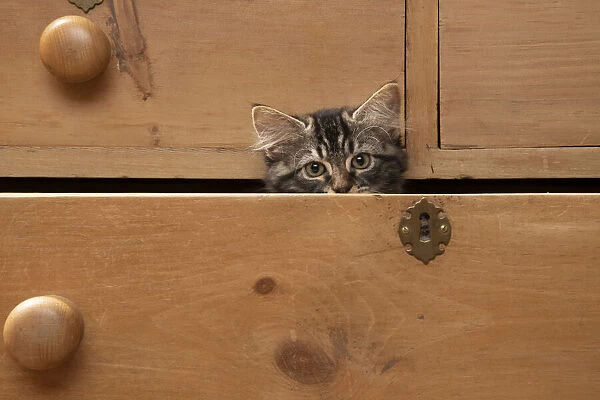 CAT. Brown tabby kitten ( 12 weeks old ) sitting an old chest of draws looking out, eyes