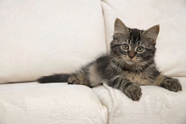 CAT. Brown tabby kitten ( 12 weeks old ) laying on a cream sofa
