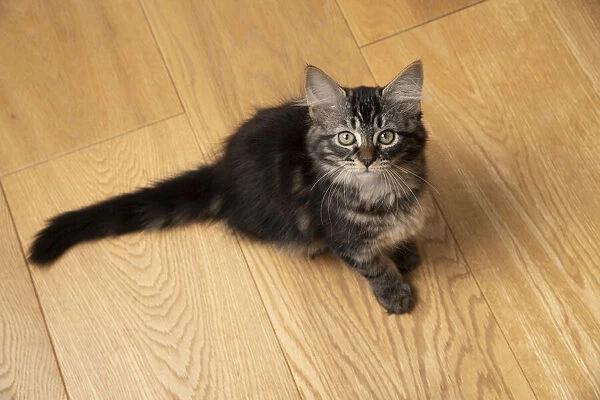 CAT. Brown tabby kitten ( 12 weeks old ) sitting on a wooden floor, looking up