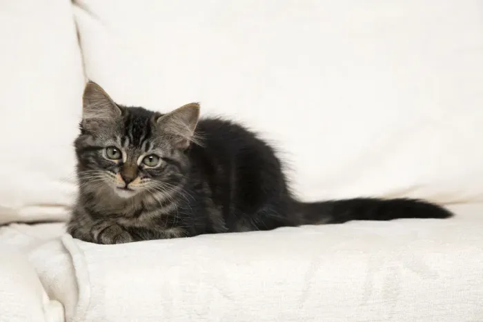 Framed Print : CAT. Brown tabby kitten ( 12 weeks old ) laying on a cream sofa Framed Print : CAT. Brown tabby kitten ( 12 weeks old ) laying on a cream sofa