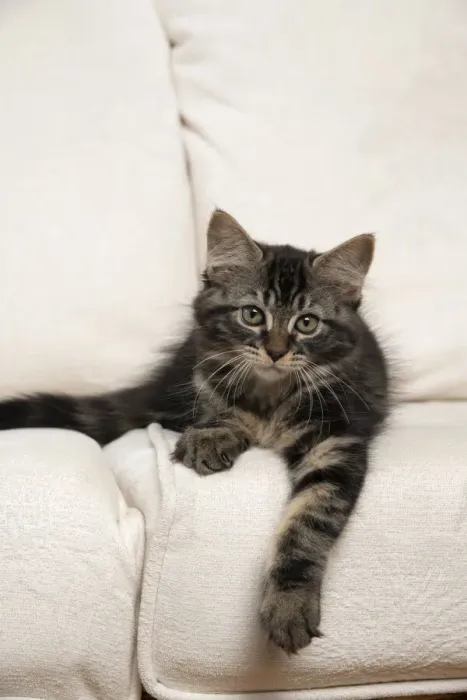 Framed Print : CAT. Brown tabby kitten ( 12 weeks old ) laying on a cream sofa Framed Print : CAT. Brown tabby kitten ( 12 weeks old ) laying on a cream sofa