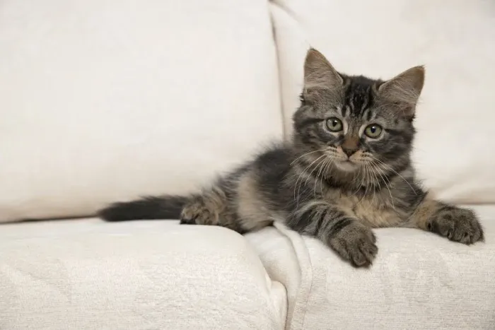 Framed Print : CAT. Brown tabby kitten ( 12 weeks old ) laying on a cream sofa