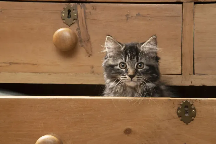 Framed Print : CAT. Brown tabby kitten ( 12 weeks old ) sitting an old chest of draws looking out Framed Print : CAT. Brown tabby kitten ( 12 weeks old ) sitting an old chest of draws looking out