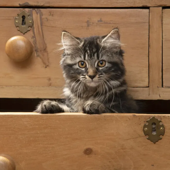 Framed Print : CAT. Brown tabby kitten ( 12 weeks old ) sitting an old chest of draws looking out